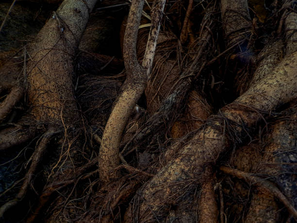 istock Discover the captivating world of unique banyan tree roots, nature's artistic masterpieces that showcase the beauty of resilience and adaptability 1770143015