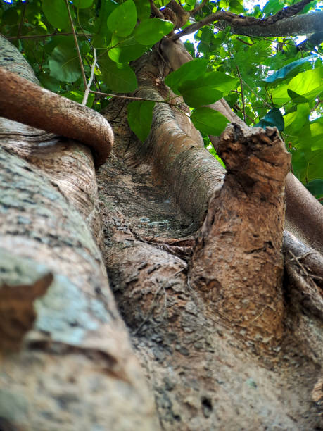 istock Discover the captivating world of unique banyan tree roots, nature's artistic masterpieces that showcase the beauty of resilience and adaptability 1770144629