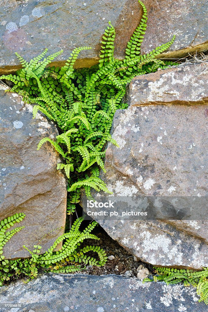 Spleenwort の岩の壁 - 石材のロイヤリティフリーストックフォト
