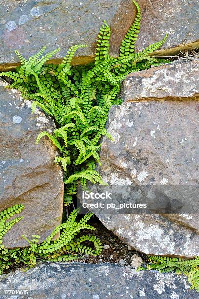 Spleenwort の岩の壁 - 石材のストックフォトや画像を多数ご用意 - 石材, 胞子, もがく