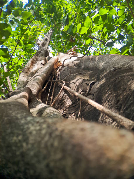 istock Discover the captivating world of unique banyan tree roots, nature's artistic masterpieces that showcase the beauty of resilience and adaptability 1770146303