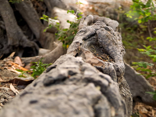 istock Discover the captivating world of unique banyan tree roots, nature's artistic masterpieces that showcase the beauty of resilience and adaptability 1770147389