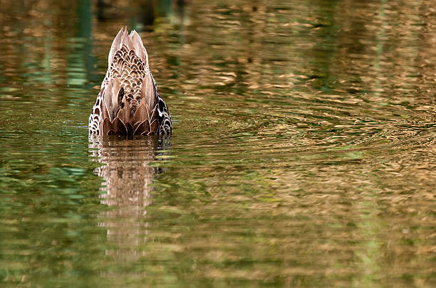 Yellow billed duck. Bottoms up stock photo