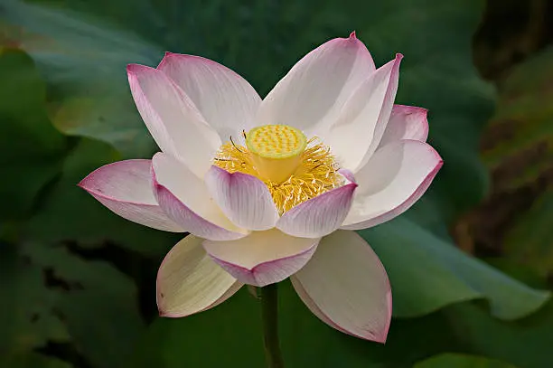 Beautiful pink-white waterlily.See also my lightbox Australia: