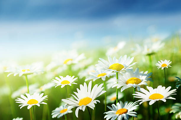 istock field of daisy flowers 177014867