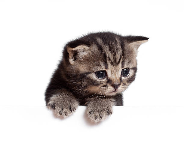 istock Scottish british baby kitten behind banner isolated on white 177015176
