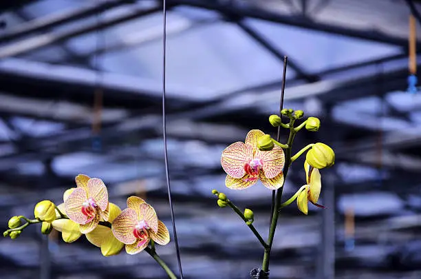 close-up of orchid