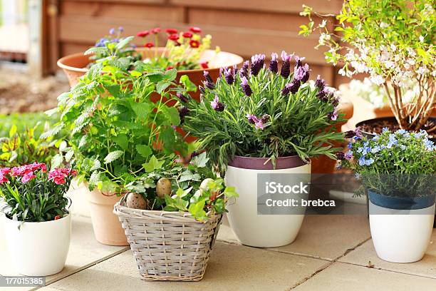 Many Different Sized Flower Pots With Assortment Of Flowers Stock Photo - Download Image Now