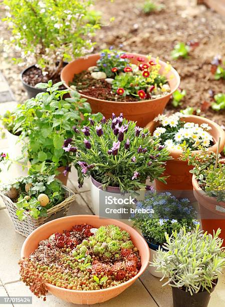 Flower Pots Stock Photo - Download Image Now - Agriculture, Balcony, Beauty In Nature