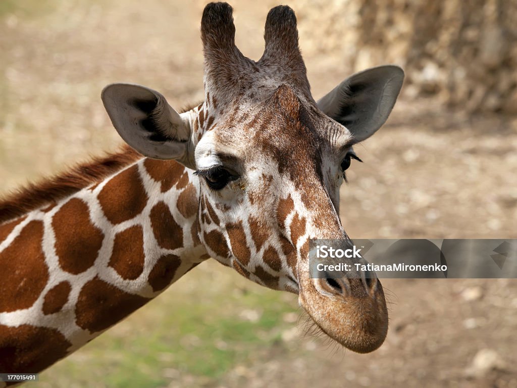 Giraffe portrait Close up portrait of a giraffe Africa Stock Photo