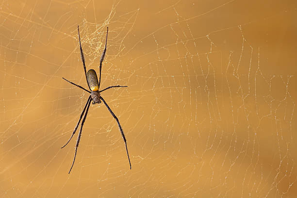 primer plano de golden araneido - spider web garden spider spiral orb web spider fotografías e imágenes de stock