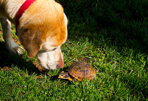 Box Turtle and Labrador meet stock photo