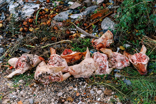 Severed pig heads are lying along with food waste in a spontaneous dump in the forest. High quality photo