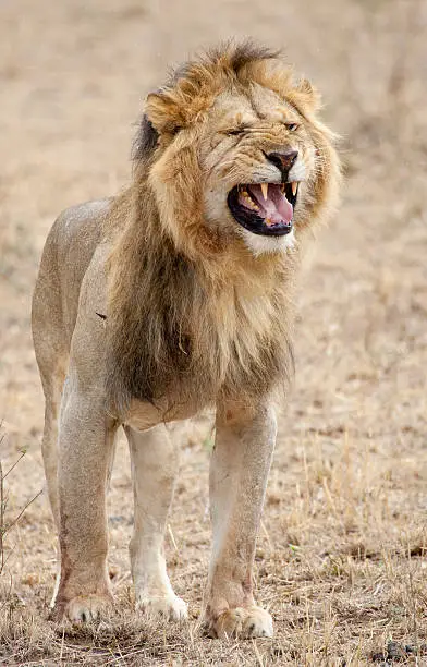 "African Male Lion displaying the flehmen grimace (Panthera leo) Masai Mara, Kenya Vertical"