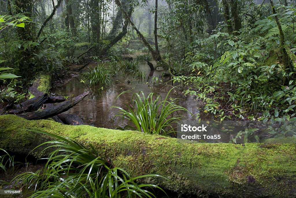 Montagnes de la forêt tropicale - Photo de Arbre libre de droits