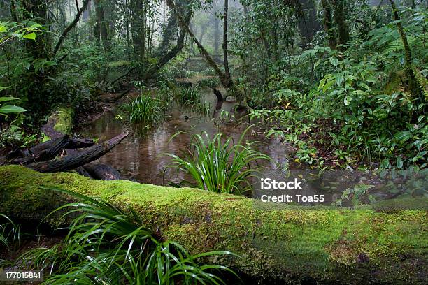 Photo libre de droit de Montagnes De La Forêt Tropicale banque d'images et plus d'images libres de droit de Arbre - Arbre, Arbre tropical, Bois