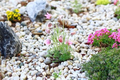 Small rock garden constructed with rocks and alpine plants