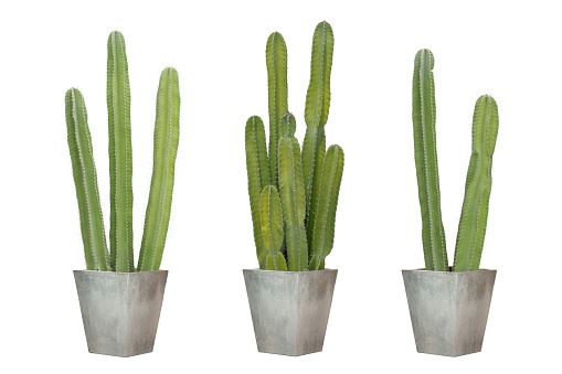 Set of Cactus in square cement pot isolated on white background.