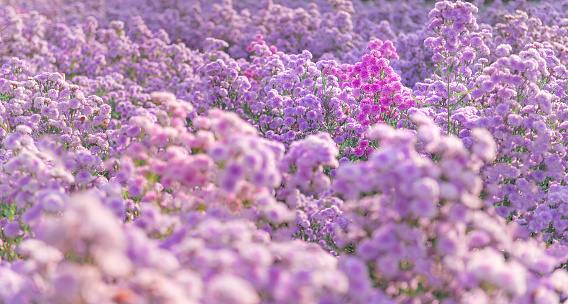 Background flower concept, amazing garden view of Chiang Mai province. Northern Thailand. copy space for designer, Colorful and refreshing garden flowers,