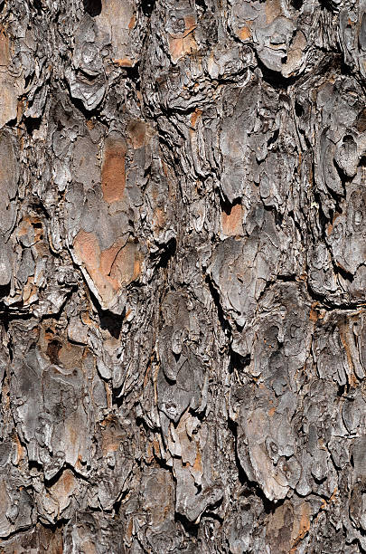 casca de árvore de pinho - cedrine imagens e fotografias de stock