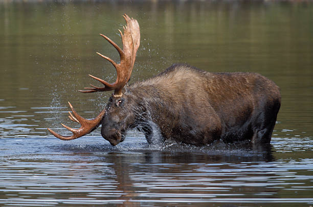 BullMoose "Bull Moose (Alces alces) gives a shake while feeding in a kettlehole pond. Denali Nat'l Park, Alaska." alces alces gigas stock pictures, royalty-free photos & images