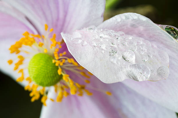 Raindrops on Japanese anemone petal Raindrops on pink Japanese anemone petal japanese anemone windflower flower anemone flower stock pictures, royalty-free photos & images
