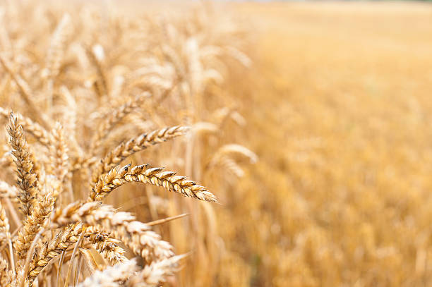 위트 낟알 - wheat whole wheat close up corn on the cob 뉴스 사진 이미지