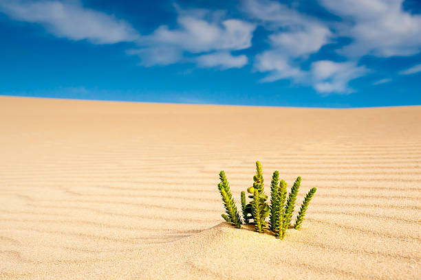 Desert plant stock photo