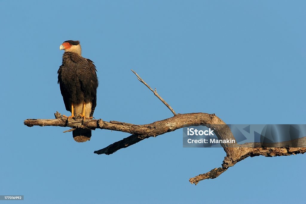 Southern Crested Caracara A perched Southern Crested Caracara in Brasil Crested Caracara Stock Photo