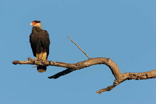 Southern Crested Caracara A perched Southern Crested Caracara in Brasil crested caracara stock pictures, royalty-free photos & images