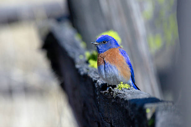 Western Bluebird Male on a fence rail.