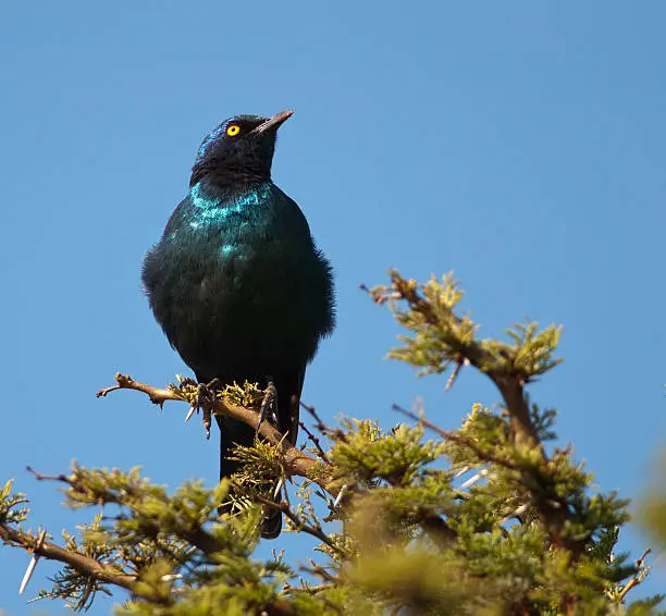 Puffed-up Cape Glossy Starling on a thorn bush looking to right