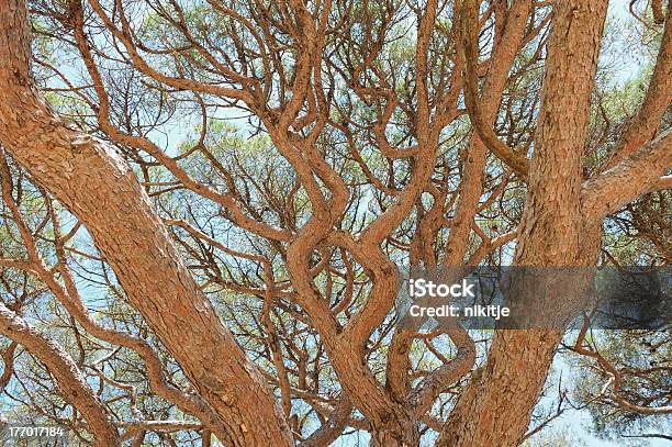 カサ松の枝 - ねじれたのストックフォトや画像を多数ご用意 - ねじれた, カサマツ, カラー画像