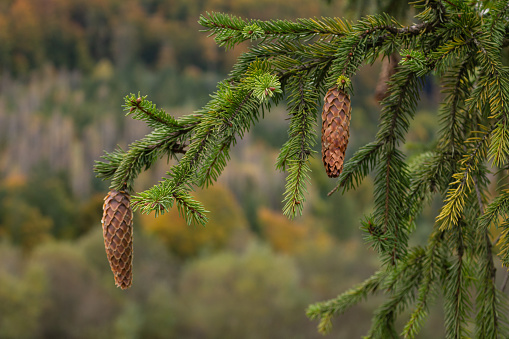 Conifer cone in autumn forest in the mountains. Pine tree with cone on bright woodland background. Mountain range with picturesque autumn trees. Beauty in November nature. Natural pattern.