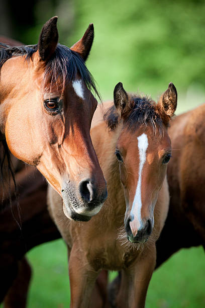 istock Arabian bay mare with foal in field 177017198