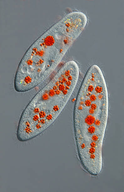 istock Paramecium caudatum with colored food vacuole (yeast cells) 177017239