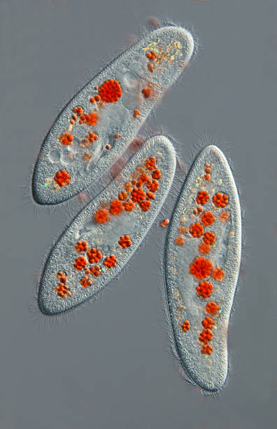 Paramecium caudatum with colored food vacuole (yeast cells) "differential interference contrast, Please keep in mind the special requirements of a micro photo. Motion blur of live specimen, very shallow depth of field, chromatic aberration and uneven focus are inherent in light microscopy." ciliophora stock pictures, royalty-free photos & images