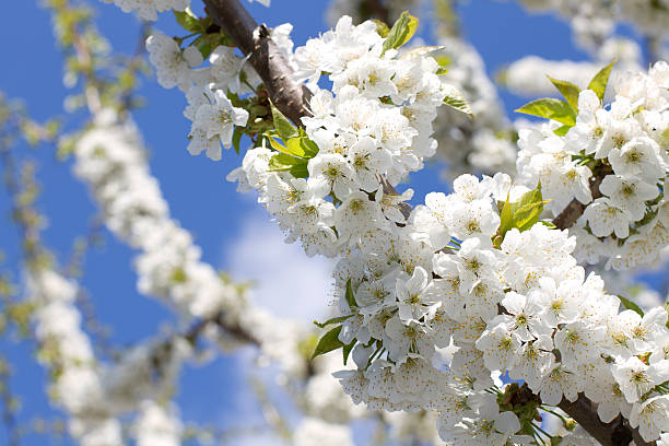 cherry blossom stock photo