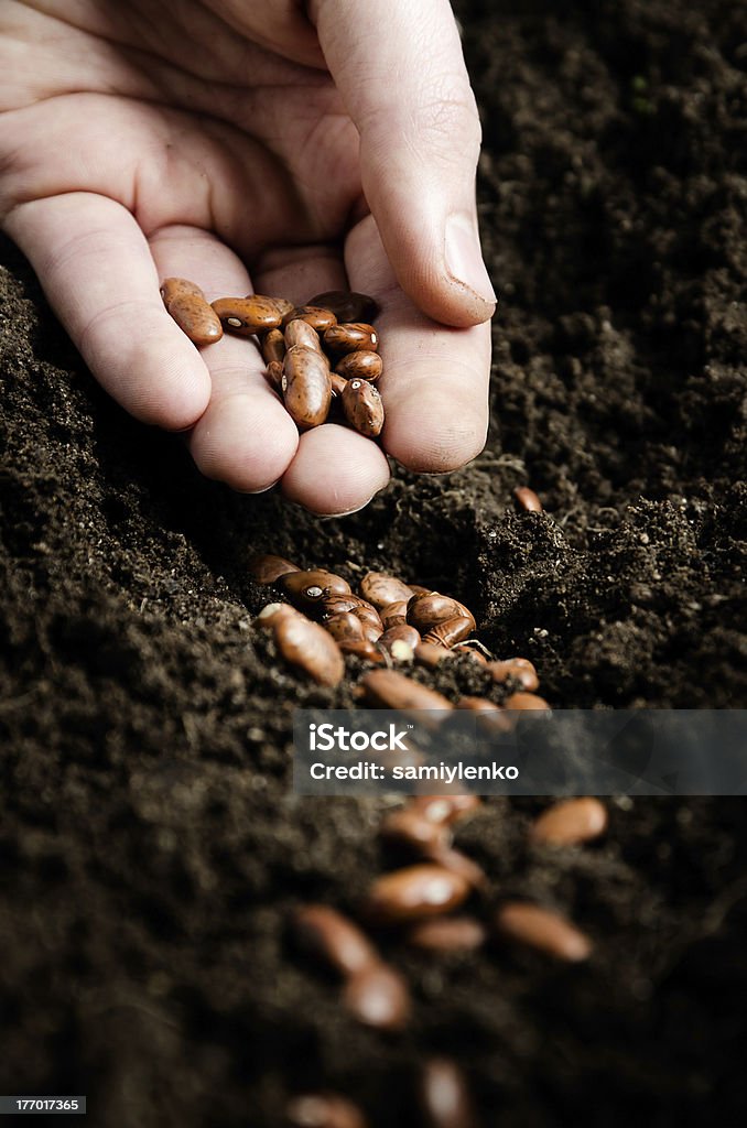 planting bean seeds Closeup of a males hand planting bean seeds Agriculture Stock Photo