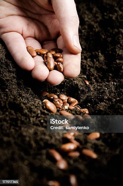 Planting Bean Seeds Stock Photo - Download Image Now - Agriculture, Bean, Close-up