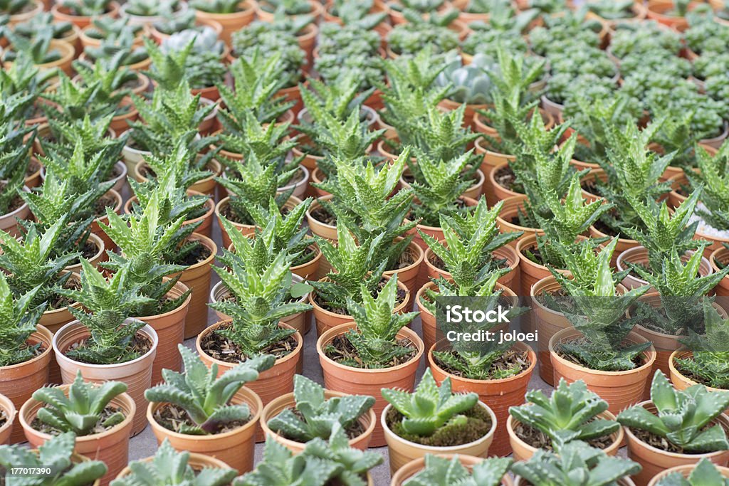 cactus varietà - Foto stock royalty-free di Semenzaio