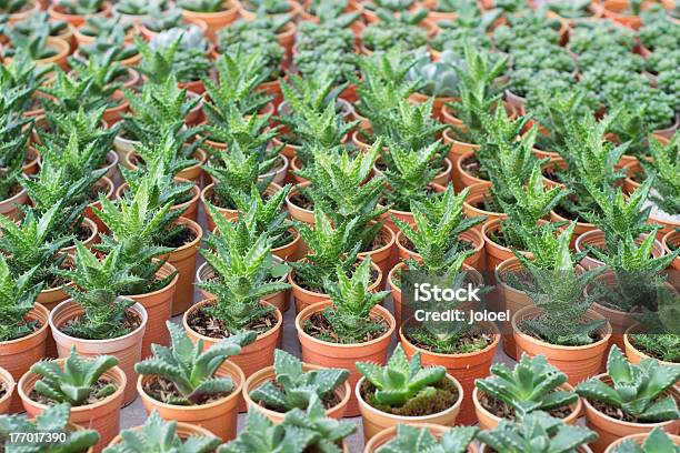 Cactus Varietà - Fotografie stock e altre immagini di Semenzaio - Semenzaio, Siccità, Ago - Parte della pianta
