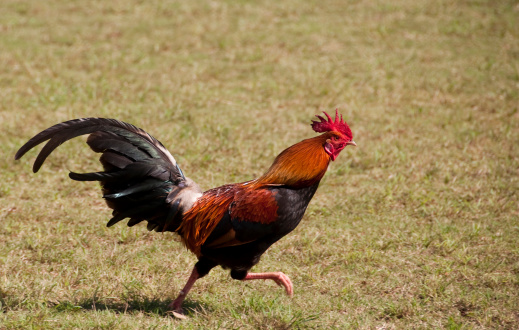 A rooster running across grass on the Hawaiian Island of Kauai.  There is slight motion blur on front foot.