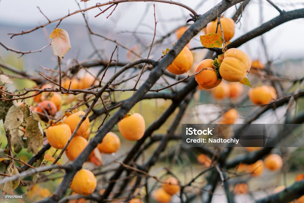 Orange ripe persimmon on tree branches without leaves Orange ripe persimmon on tree branches without leaves. High quality photo Agriculture Stock Photo