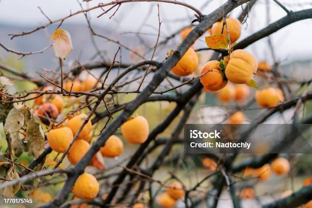 Orange Ripe Persimmon On Tree Branches Without Leaves Stock Photo - Download Image Now