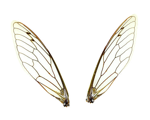 istock Isolated Cicada (Jar FLy) or Fairy Wings 177017600