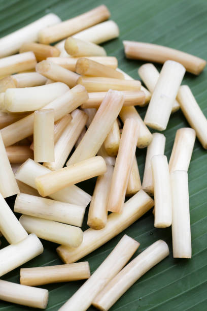 istock Fresh lotus rootlet on banana leaf 1770176298