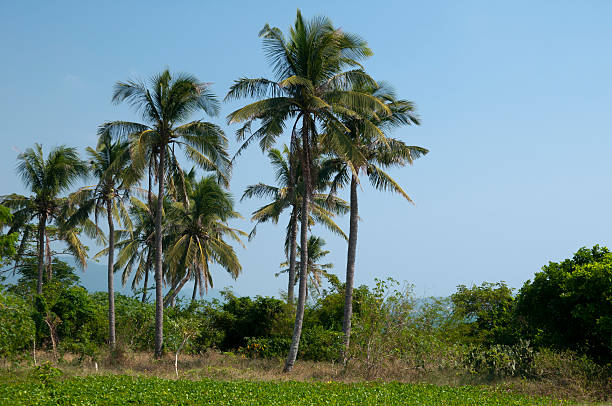 Palm trees stock photo