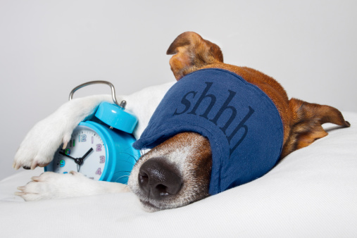Dog sleeping with alarm clock