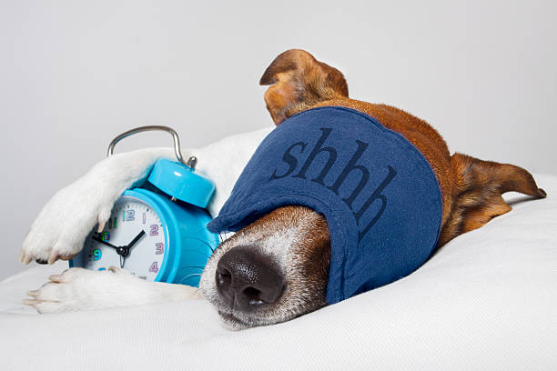 Dog sleeping with alarm clock stock photo